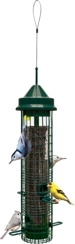 Classic Squirrel Buster Bird Feeder