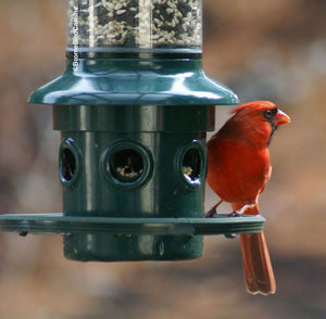 Squirrel Buster Plus Bird Feeder