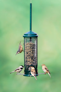 Squirrel Buster  Mini Bird Feeder