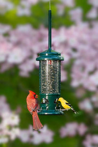 Squirrel Buster Standard Bird Feeder