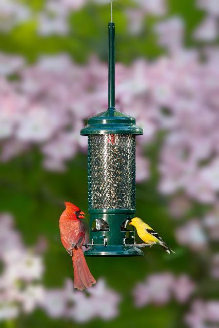 Squirrel Buster Standard Bird Feeder