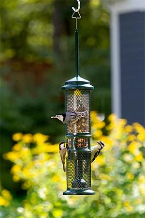 Squirrel Buster Nut Feeder Bird Feeder